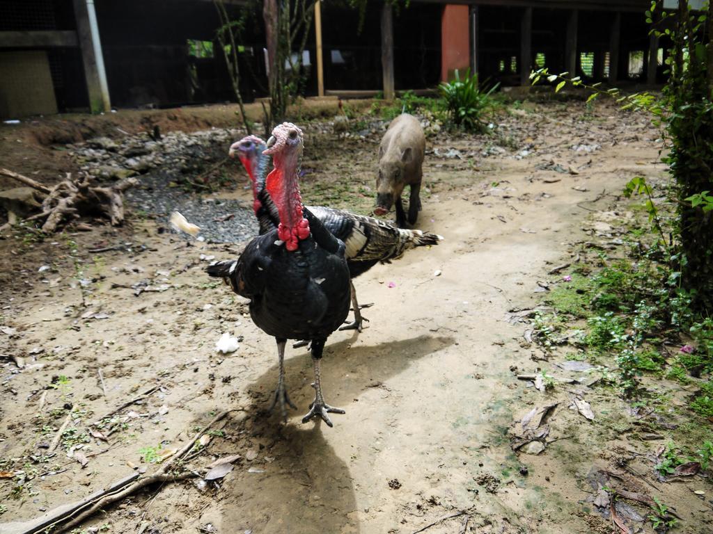 Bilit Rainforest Lodge Sandakan Eksteriør bilde